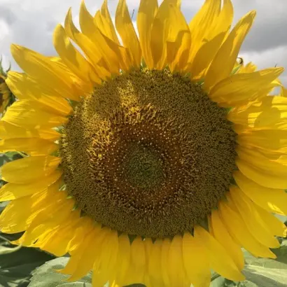 KWS VIVANTES / КВС ВІВАНТЕС