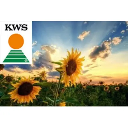 KWS Helia 04 / КВС Гелія 04