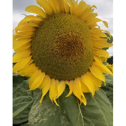 KWS DANIELES CL / КВС ДАНІЕЛЕС КЛ