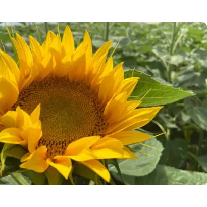 Kimera ST / Кімера СТ