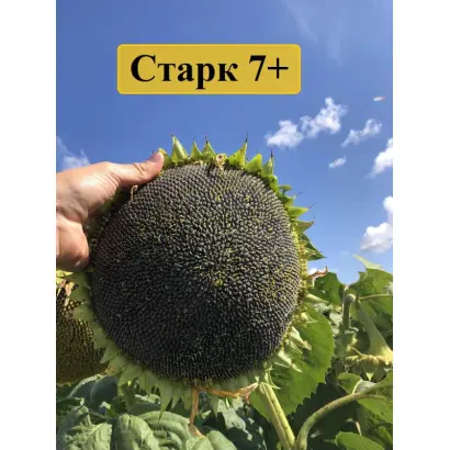 Codistar / Кодістар