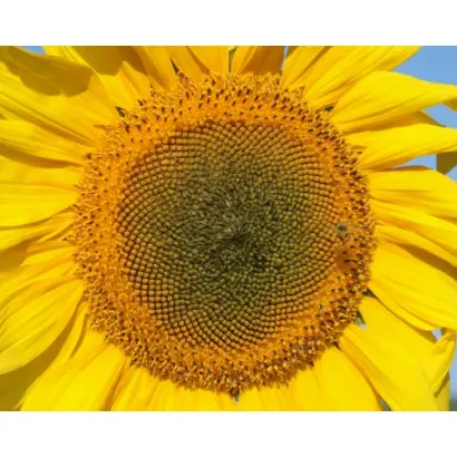 Codiflorum CL / Кодіфлорум КЛ