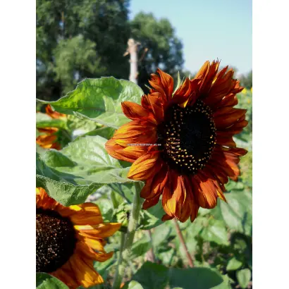 Krassotka / Красотка