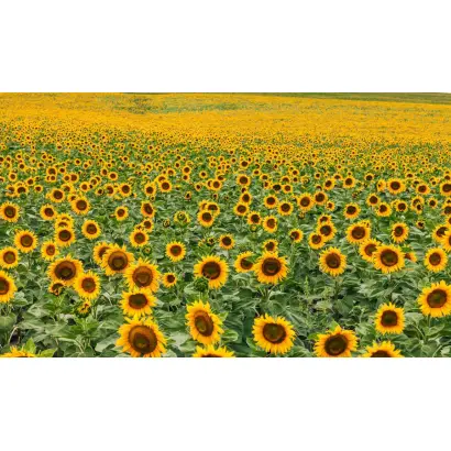 Красотка РМ