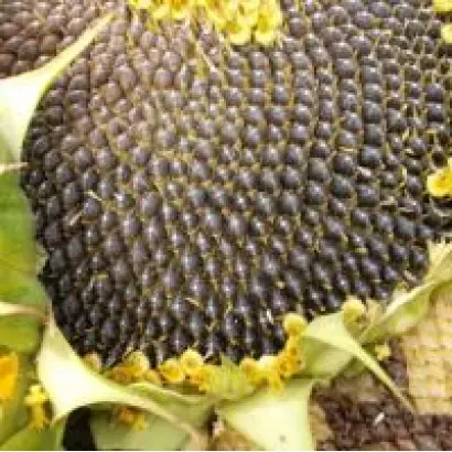 CS Canaria SU / КС Канарія СУ