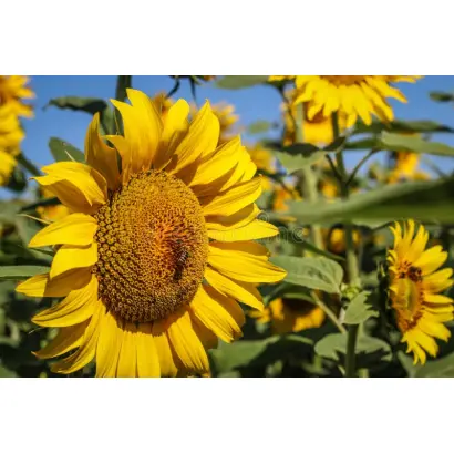 Latino / Латіно