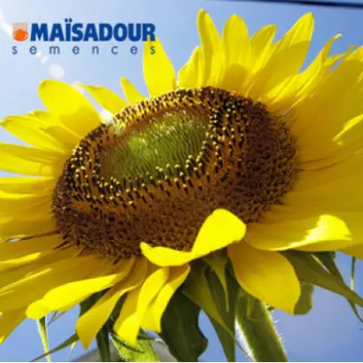 MAS 81C / МАС 81С