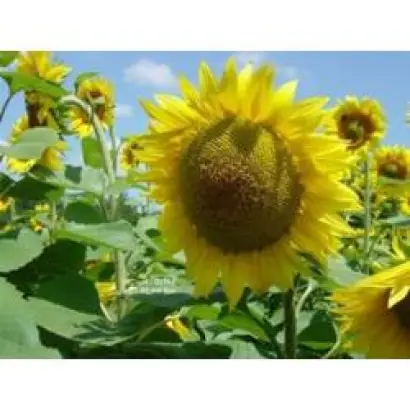 Milonga / Мілонга