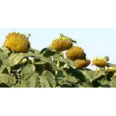 Morava / Морава