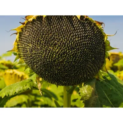 NK Armoni / НК Армоні