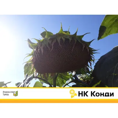 NK Countri / НК Кантрі