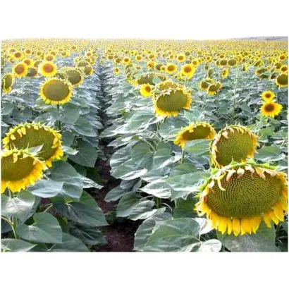 NК Meldimi / НК Мелдімі