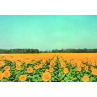 Орион / Оріон