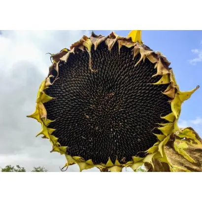 P63LL06 / П63ЛЛ06