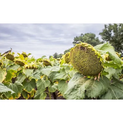 P64HH123 / П64ГГ123