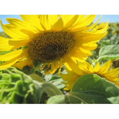 P64HE01 / П64ГЕ01