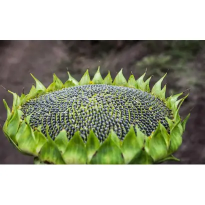 P64LE119 / П64ЛЕ119