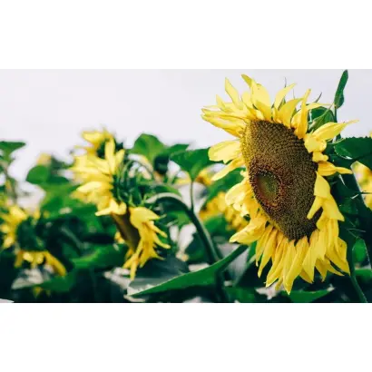 P64LL125 / П64ЛЛ125