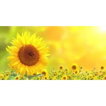 PAL - 093 / ПАЛ - 093