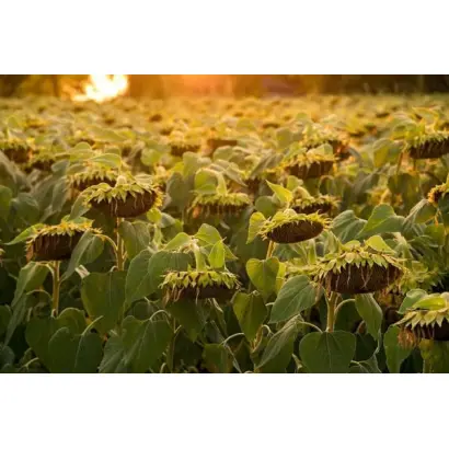 PR64A15 / ПР64А15