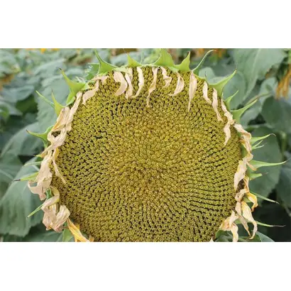 RGT BELLONA / РЖТ БЕЛЛОНА