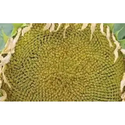 RGT BELLUS / РЖТ БЕЛЛУС