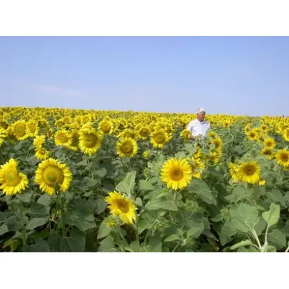 Свиточ / Світоч