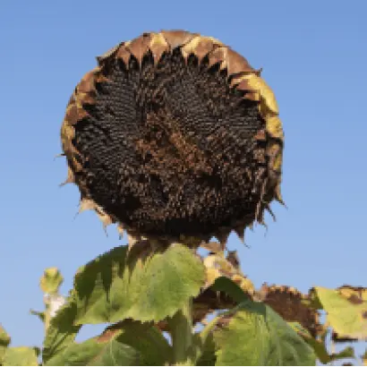 Scerboss / Скербосс