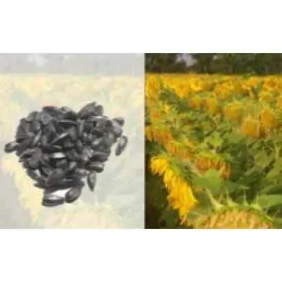 Solarni CS / Соларні КС