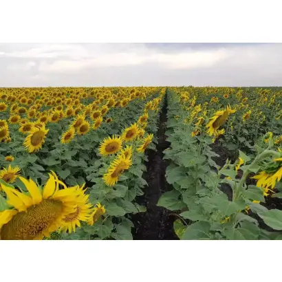 Старобільський