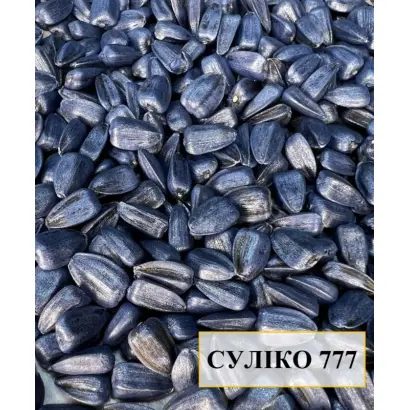 Sullik / Суллік