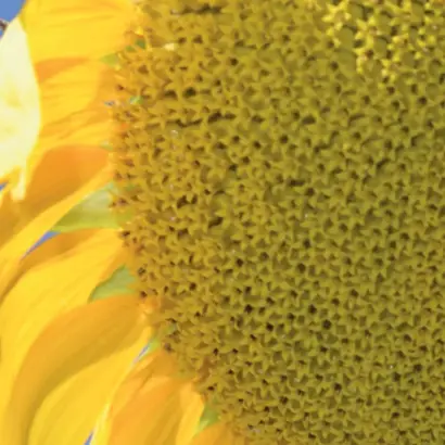 Terasun CL / Терасан КЛ