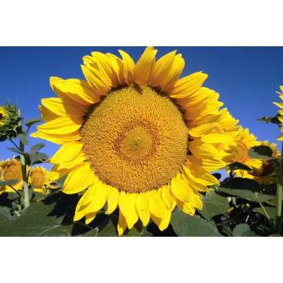 Термінатор