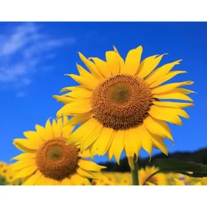 Українське сонечко