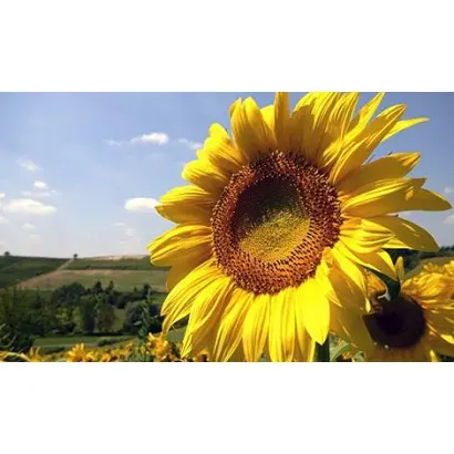 Український F1