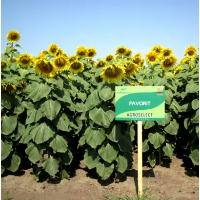 Favorit / Фаворіт