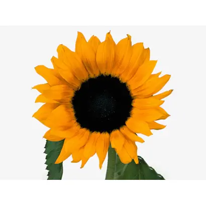 Fantasol / Фантасол