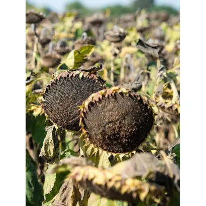 Flodik / Флодік