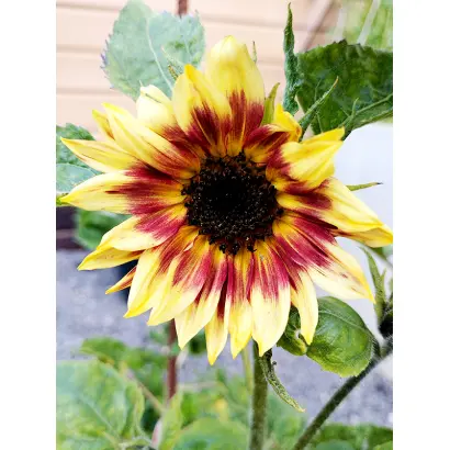 Florencia CS / Флоренція КС