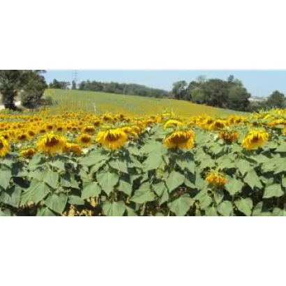 Hysun 204 / Хайсан 204