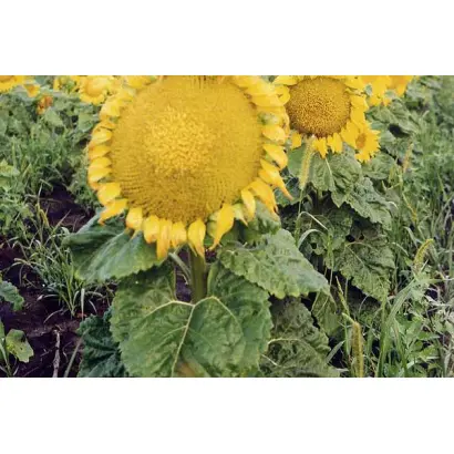 Харьковский 49 / Харківський 49