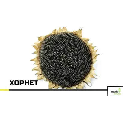 Hornet / Хорнет