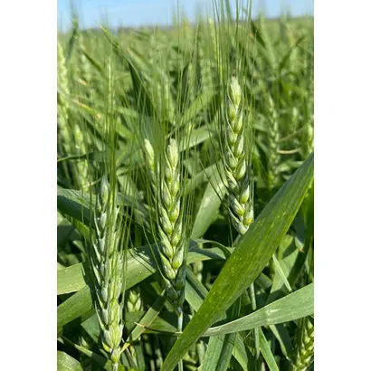 BG Ikona 2S / БГ Ікона 2С