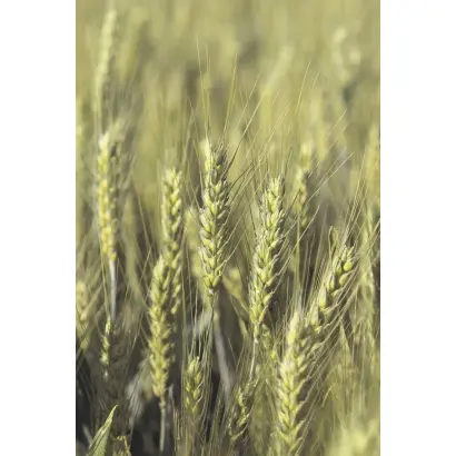 Activus / Актівус