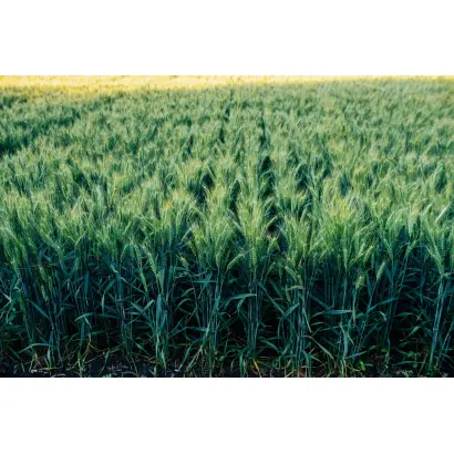 Altigo / Алтіго