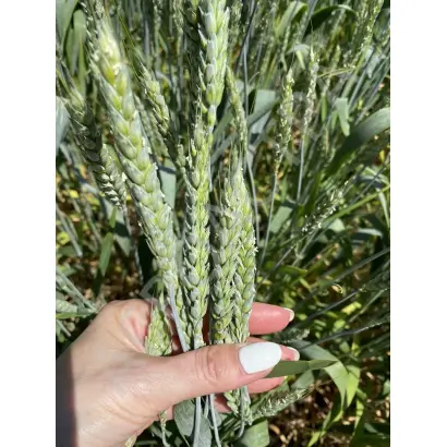 Ambicja / Амбіція