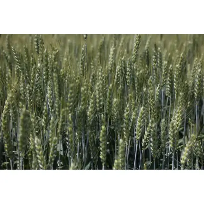 APEXUS / АПЕКСУС