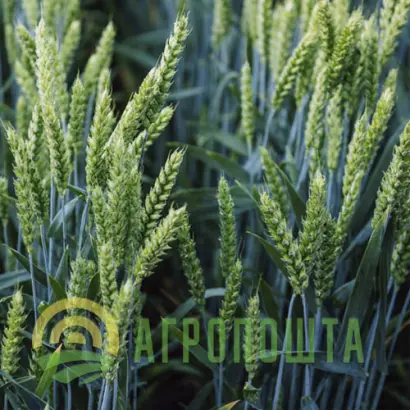 Arkeos / Аркеос