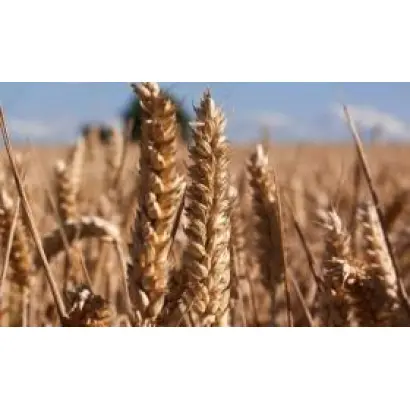 ARTIST / АРТІСТ