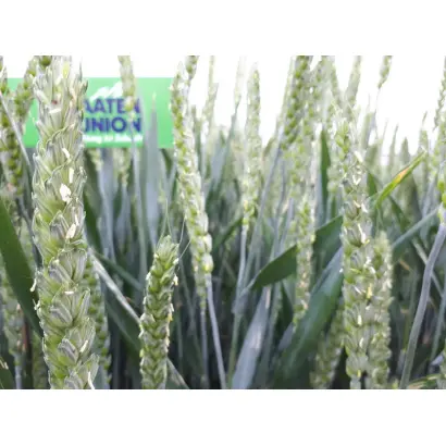 Aspekt / Аспект